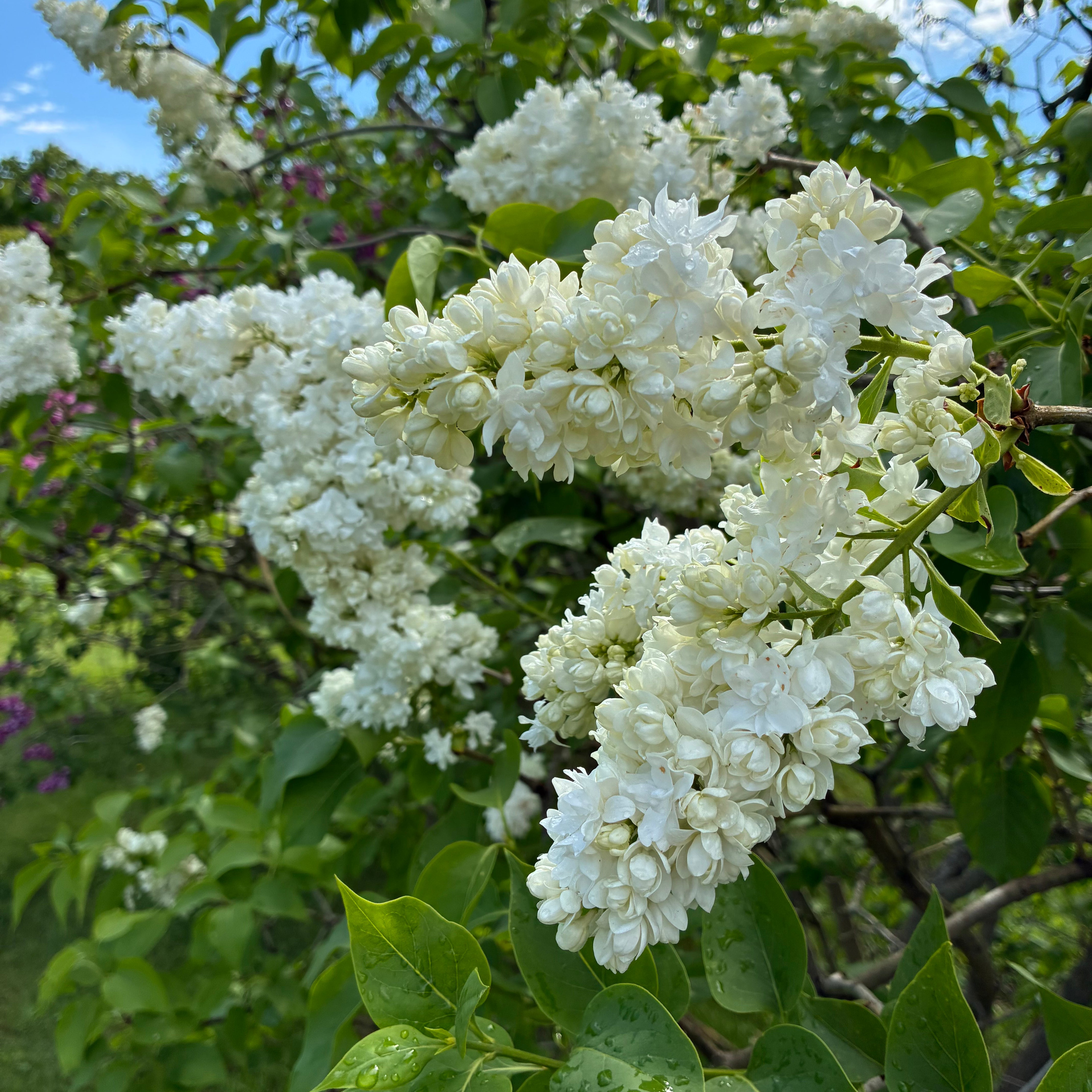 Madame Lemoine French Lilac