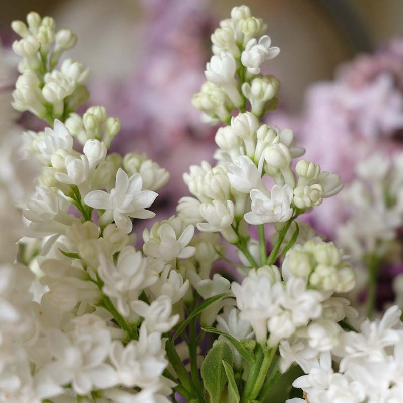 Madame Lemoine French Lilac