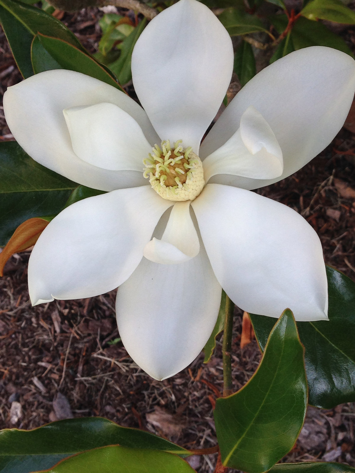 Magnolia &#39;Kay Parris&#39;