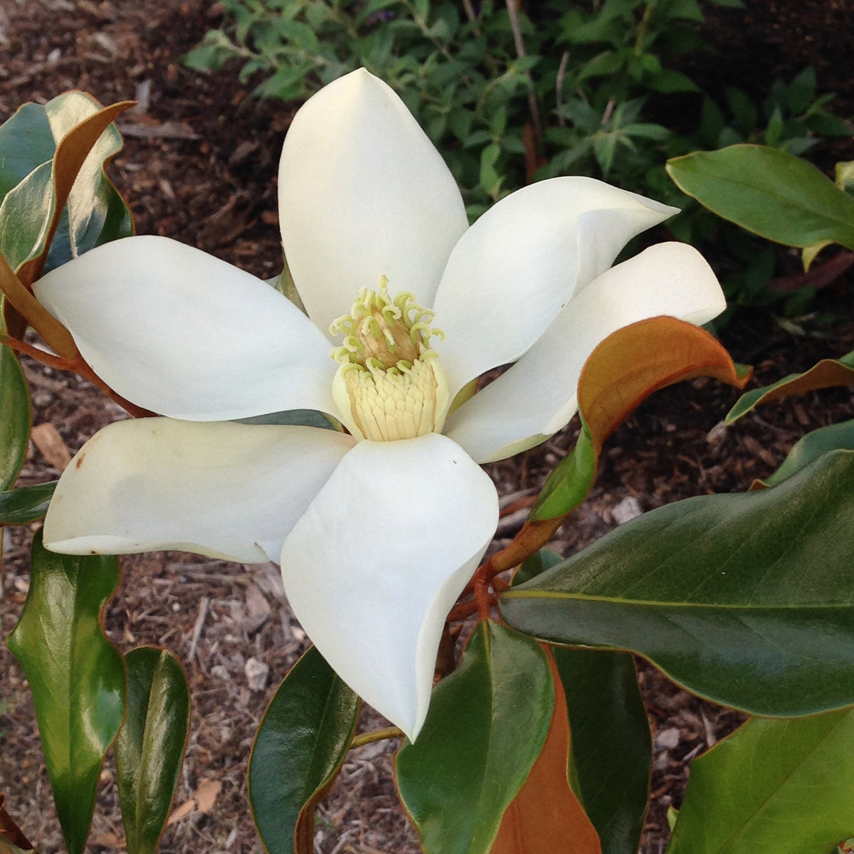 Magnolia &#39;Kay Parris&#39;