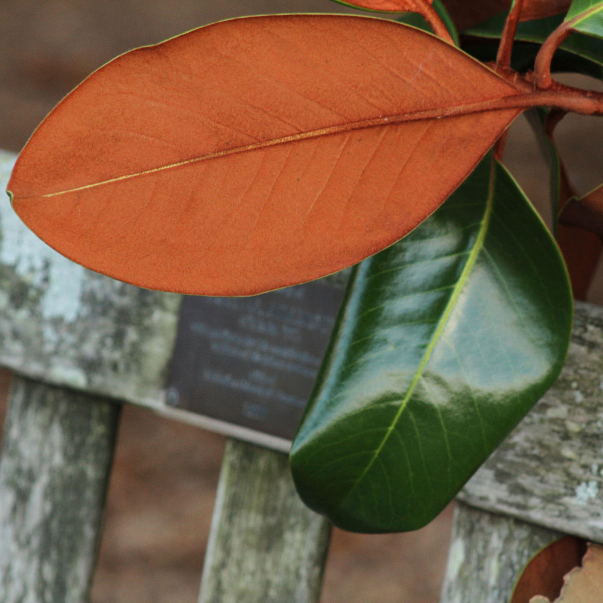 Magnolia ‘Bracken’s Brown Beauty’