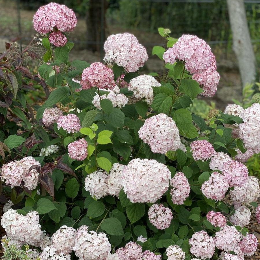 Hydrangea Candybelle® Marshmallow