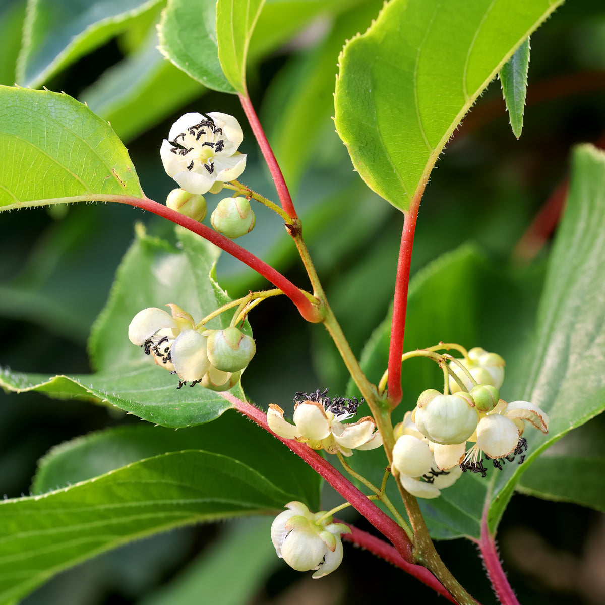 Meader Male Hardy Kiwi