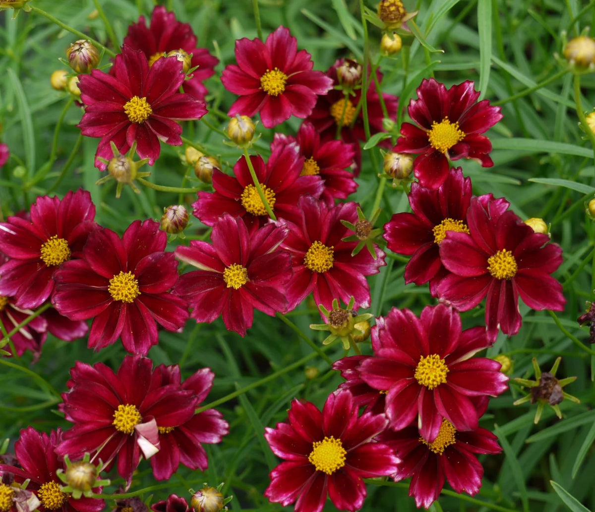 Coreopsis Big Bang™ &#39;Mercury Rising&#39;