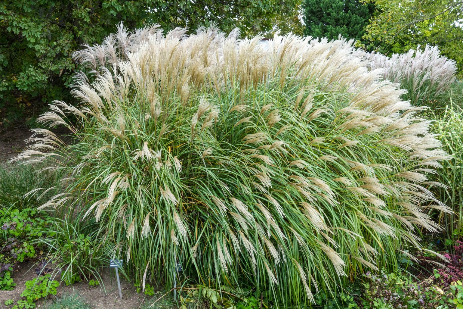 Adagio Maiden Grass