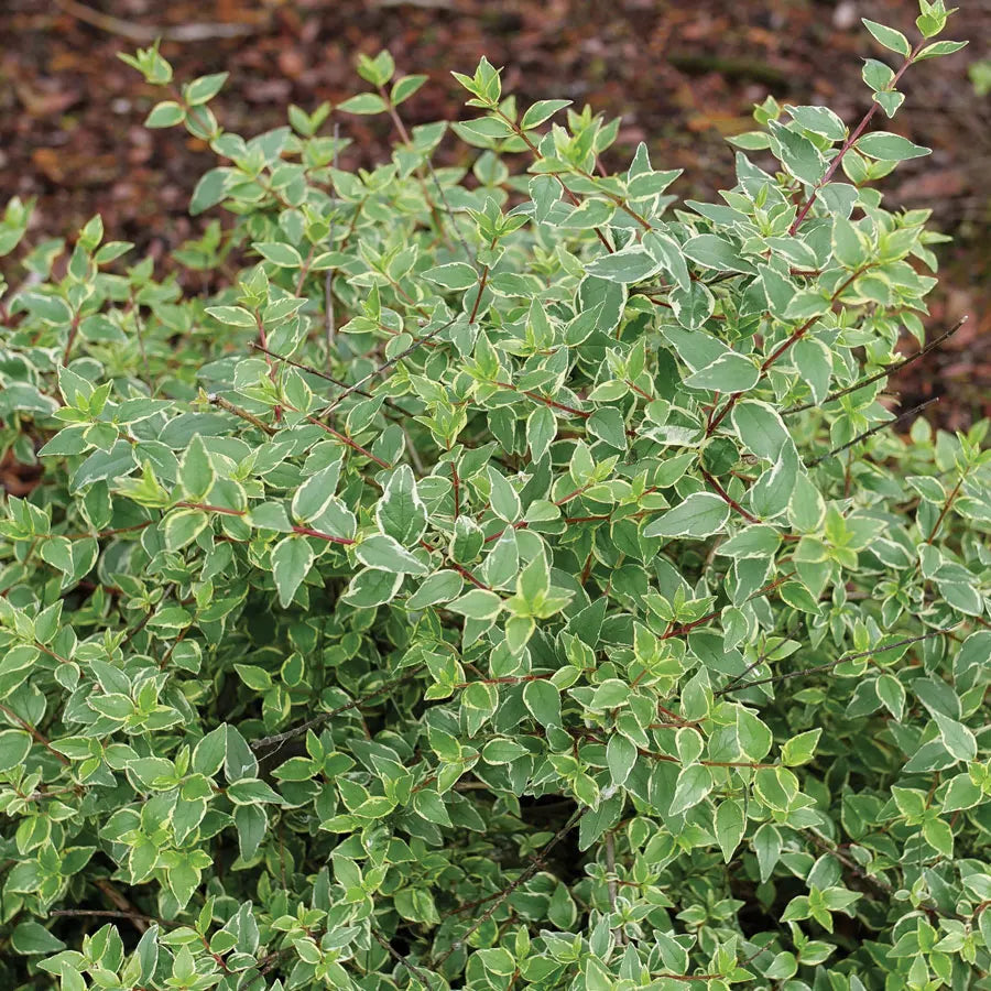 Mucho Gusto® Abelia