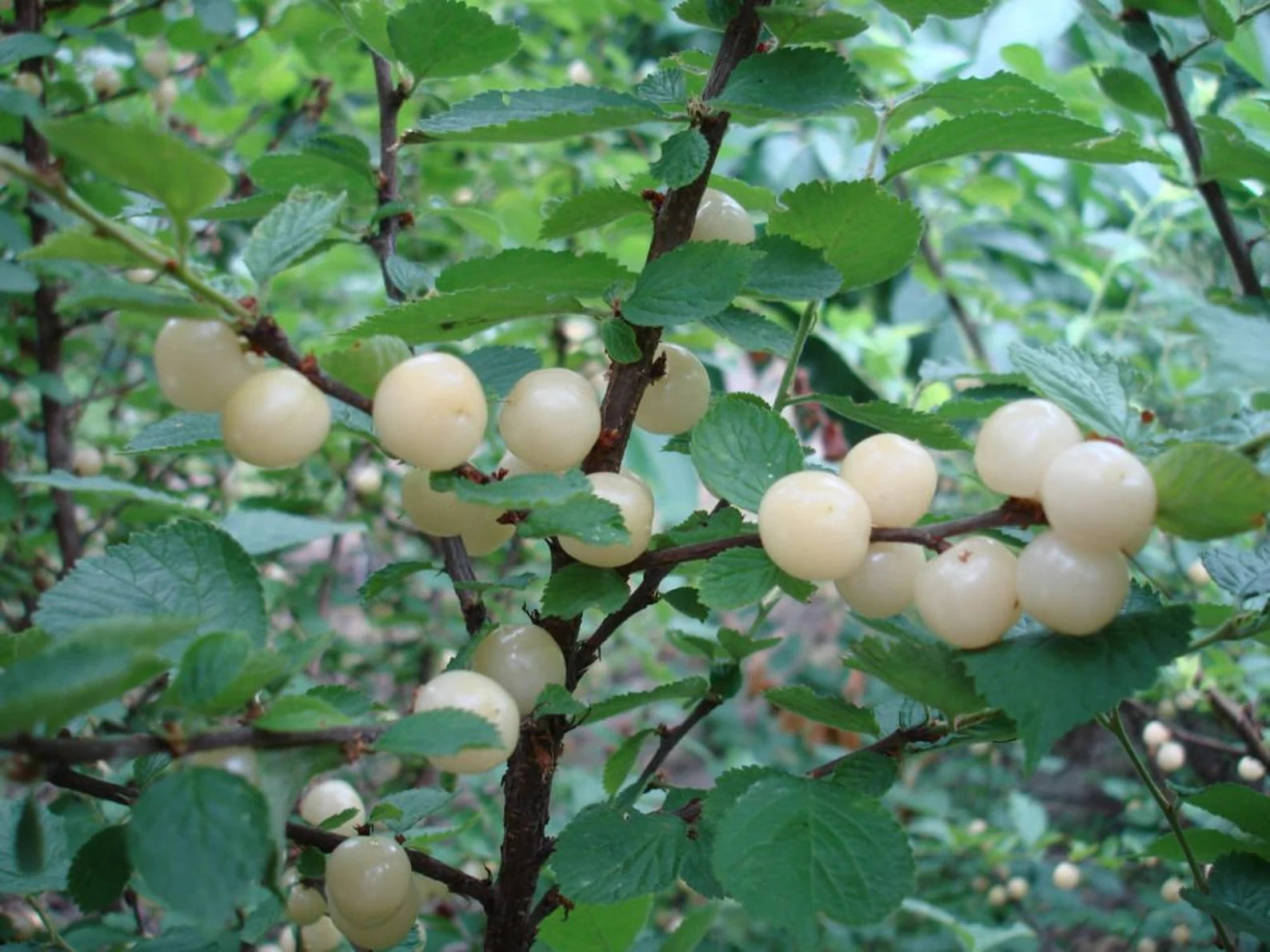 Nanking White Cherry 'Ian'