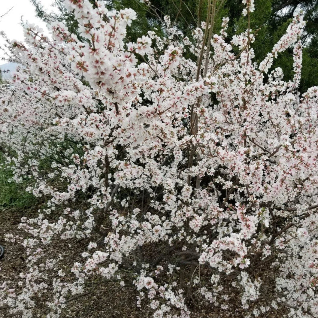 Nanking White Cherry &#39;Ian&#39;