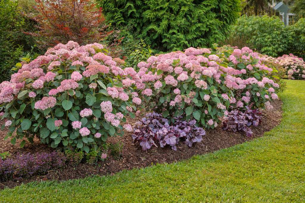 Invincibelle® Spirit II Smooth Hydrangea