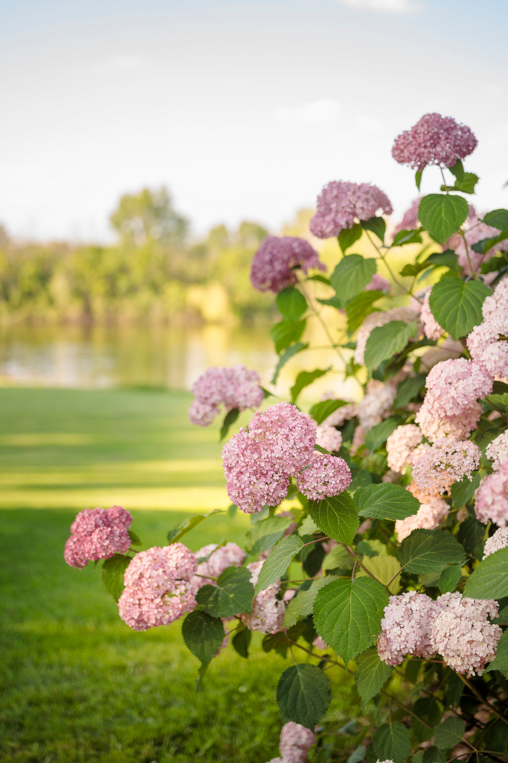 Invincibelle® Spirit II Smooth Hydrangea