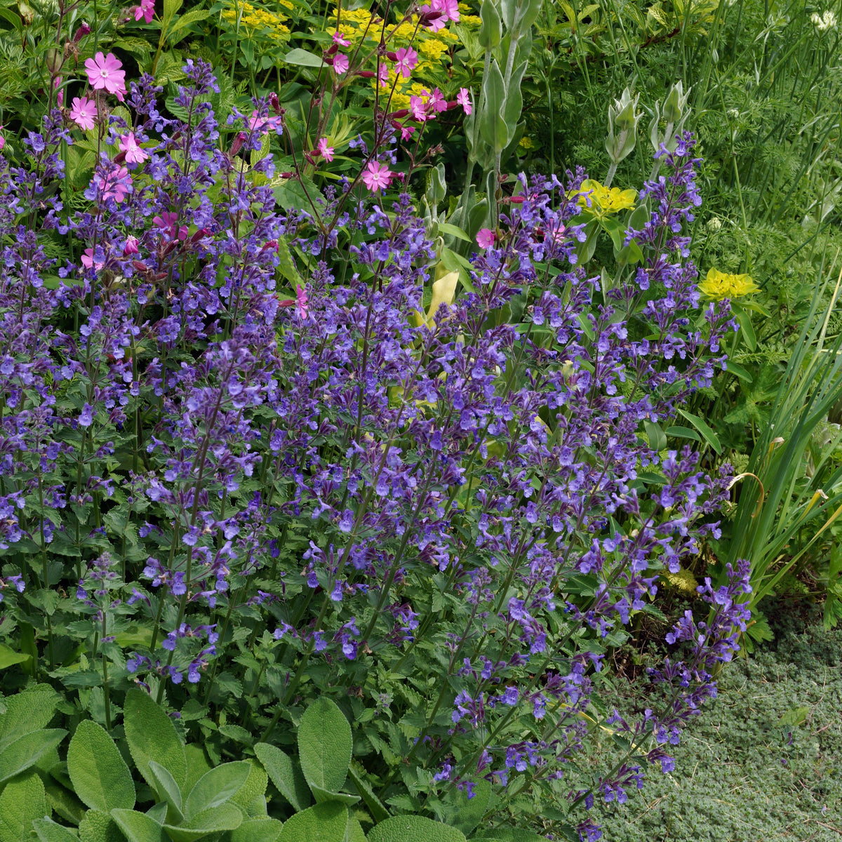 Junior Walker™ Catmint