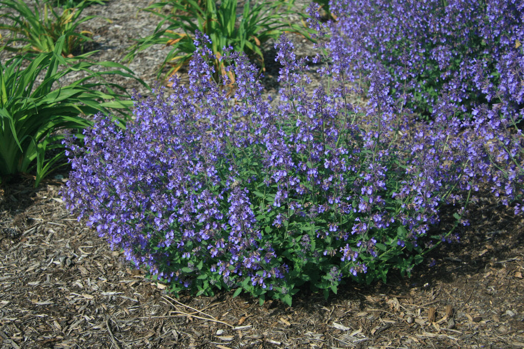 Junior Walker™ Catmint