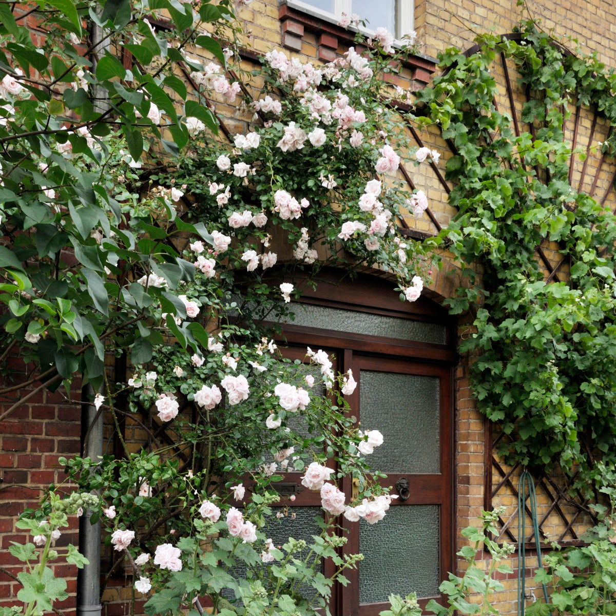 New Dawn Climbing Rose