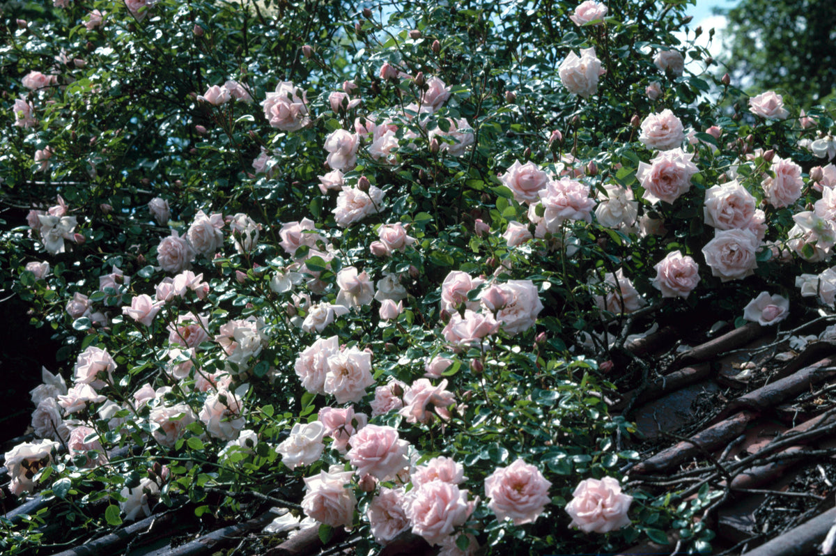 New Dawn Climbing Rose