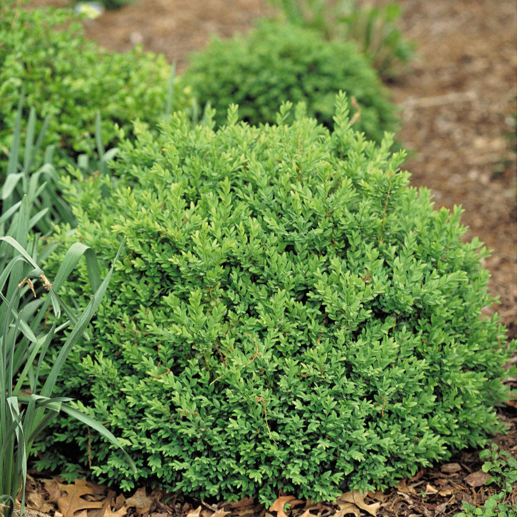 North Star® Boxwood