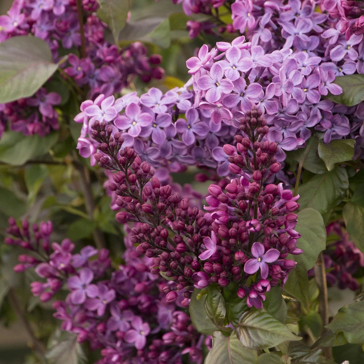 Old Glory Lilac