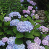 Hydrangea Onyx™ Peacock