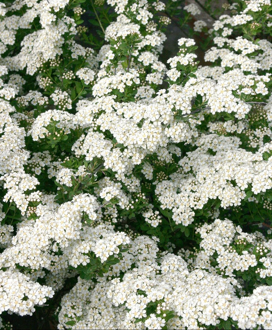 Spirea 'June Bride'