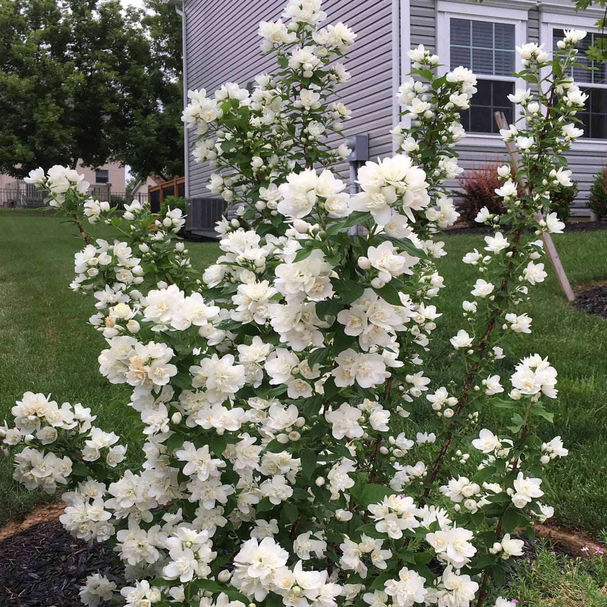 Pearls of Perfume™ Mock Orange