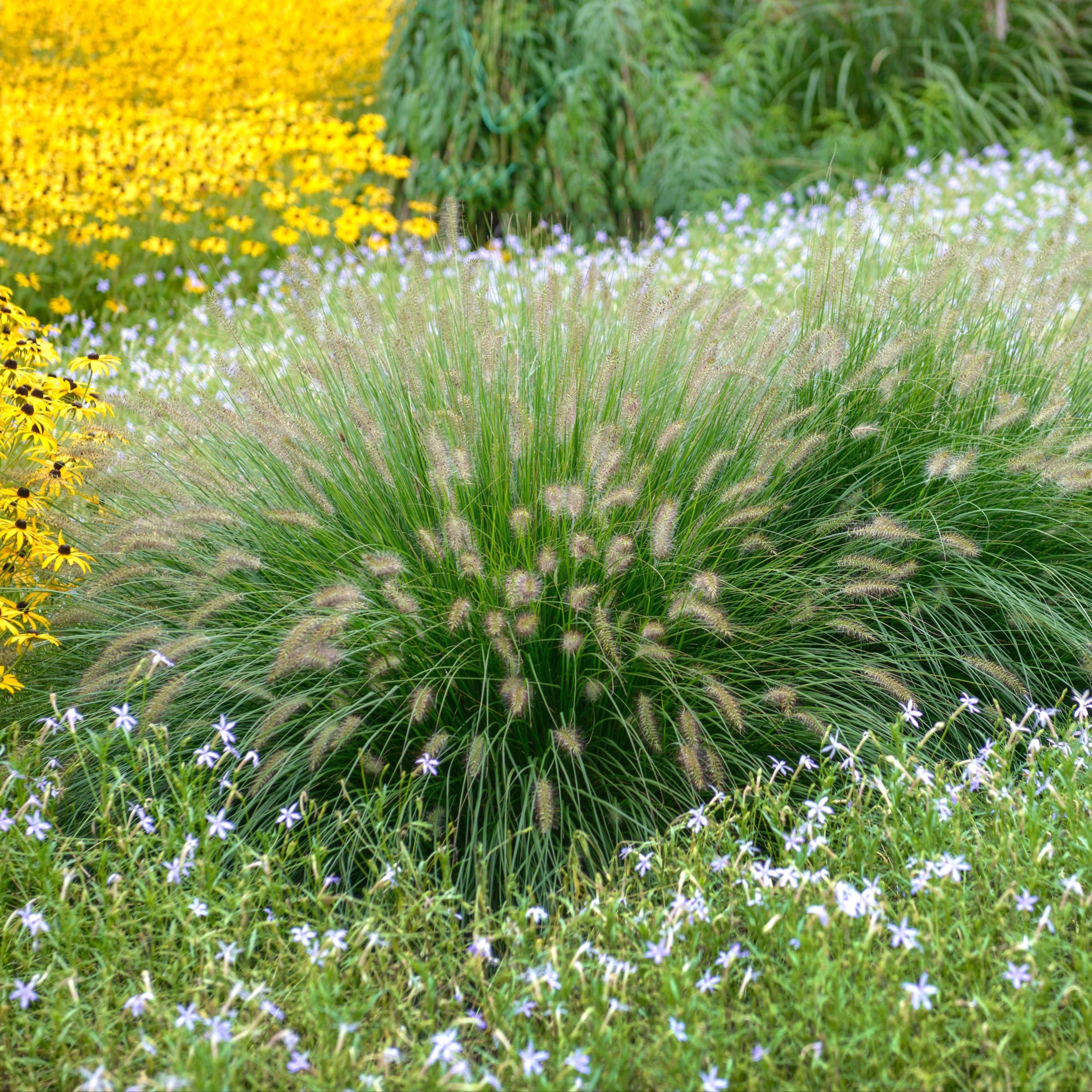 Dwarf Fountain Grass 'Hameln'