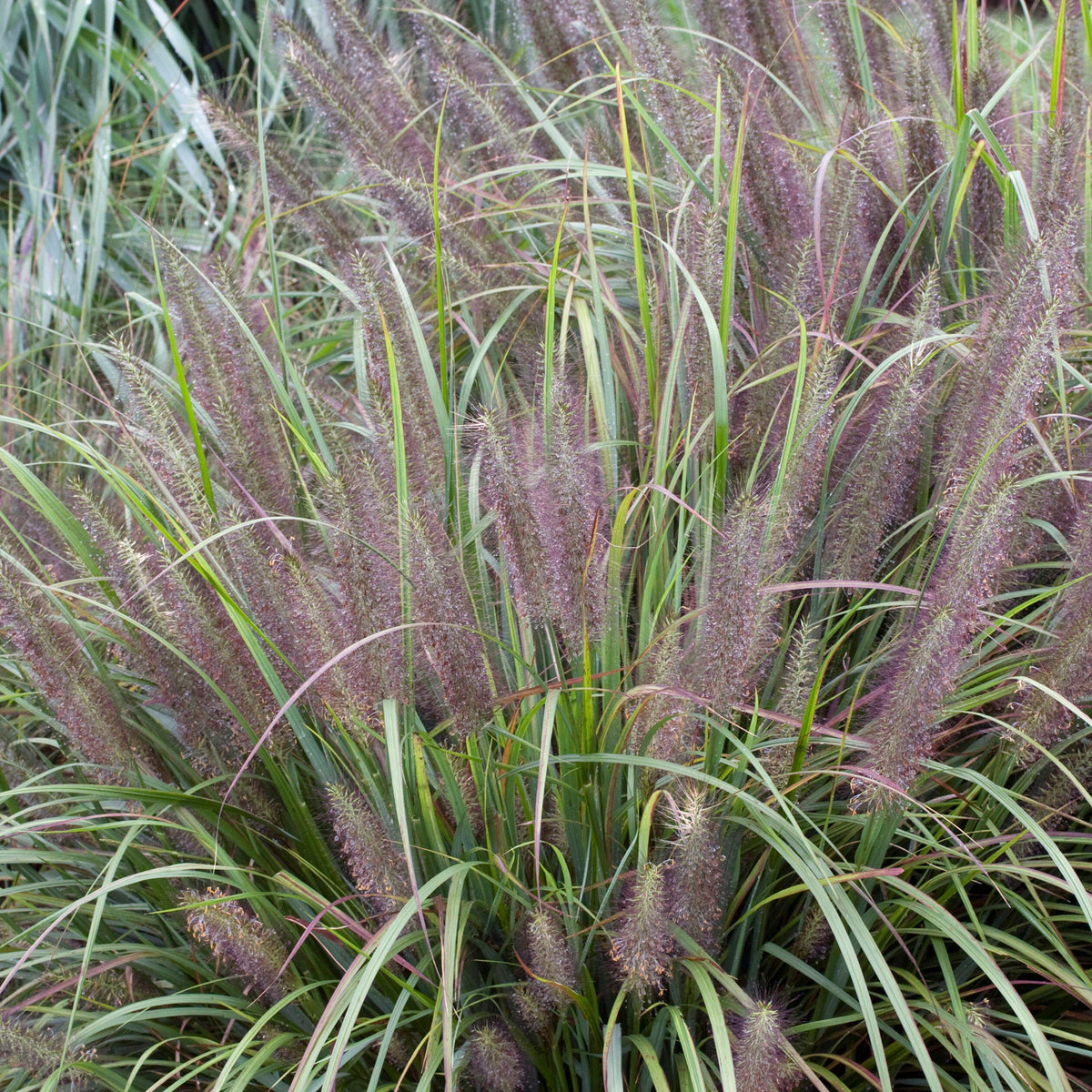 Black Fountain Grass