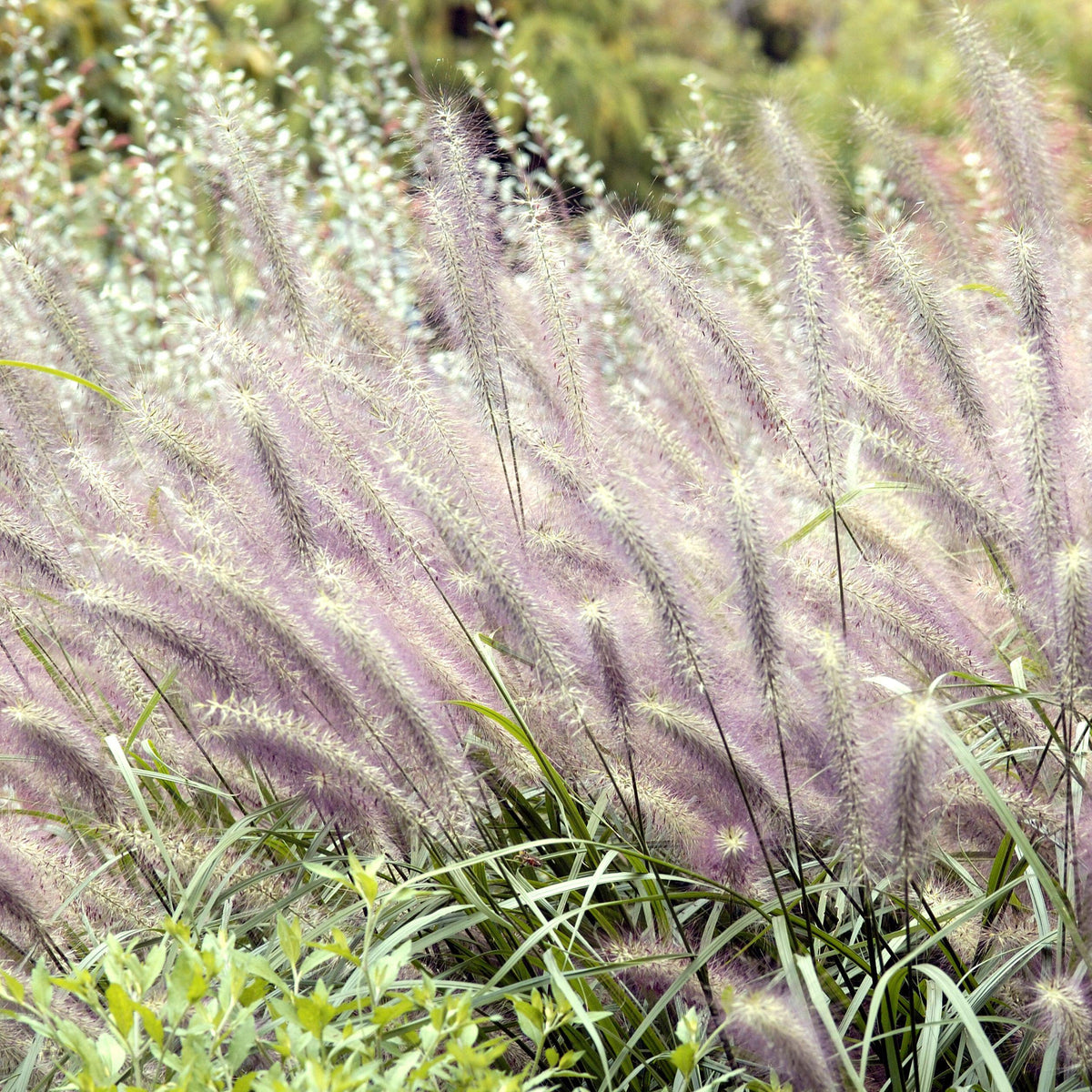 Black Fountain Grass