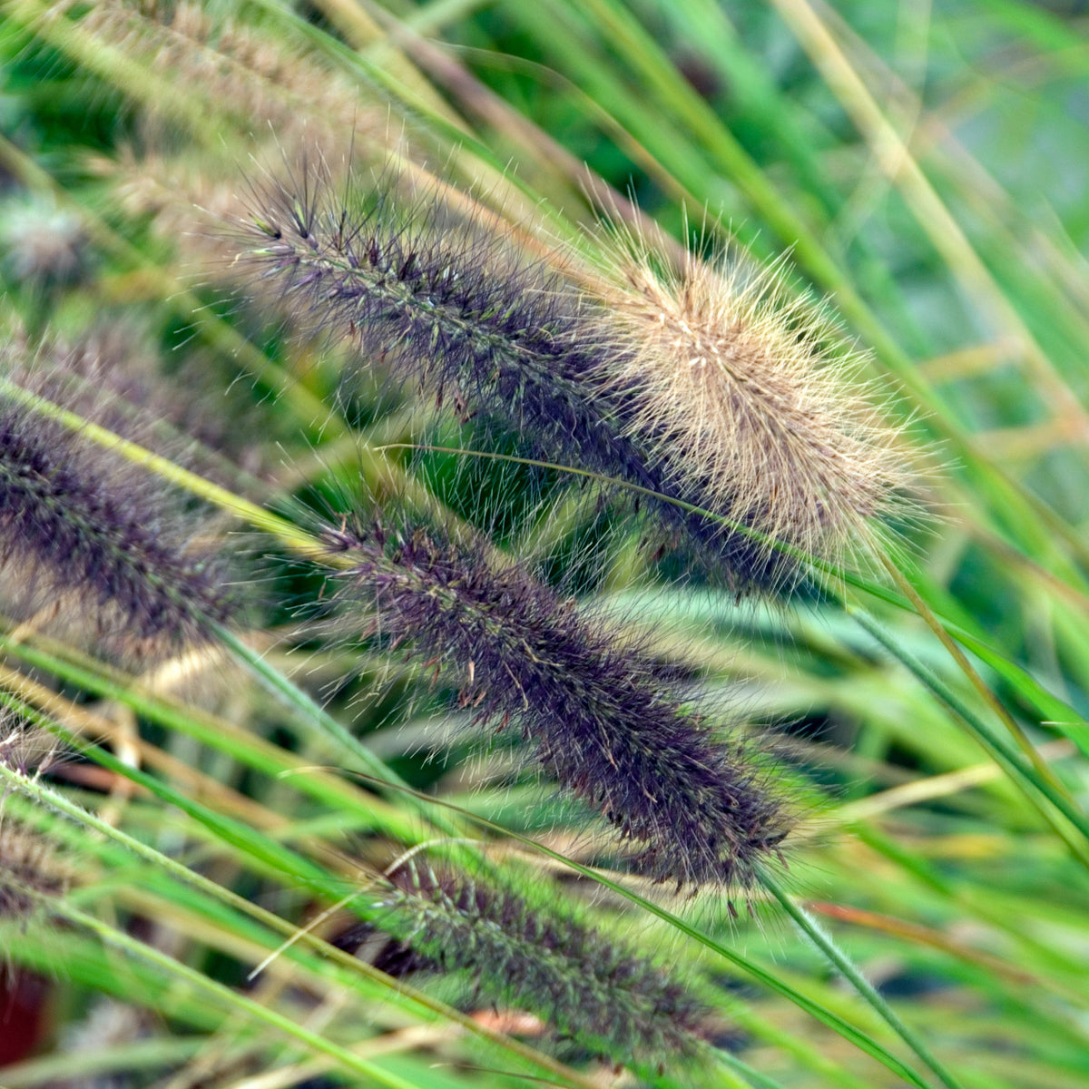 Black Fountain Grass