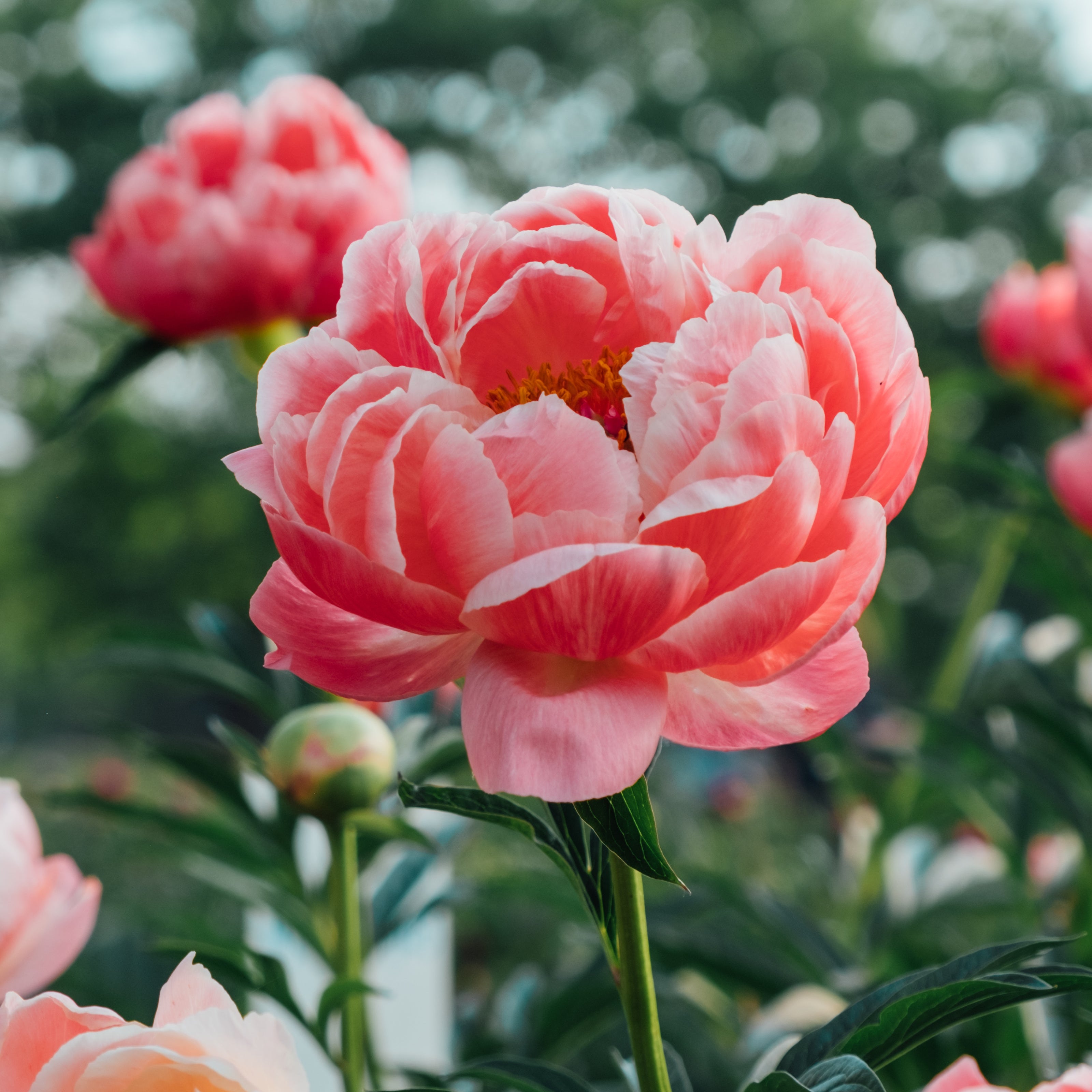Peony Coral Charm