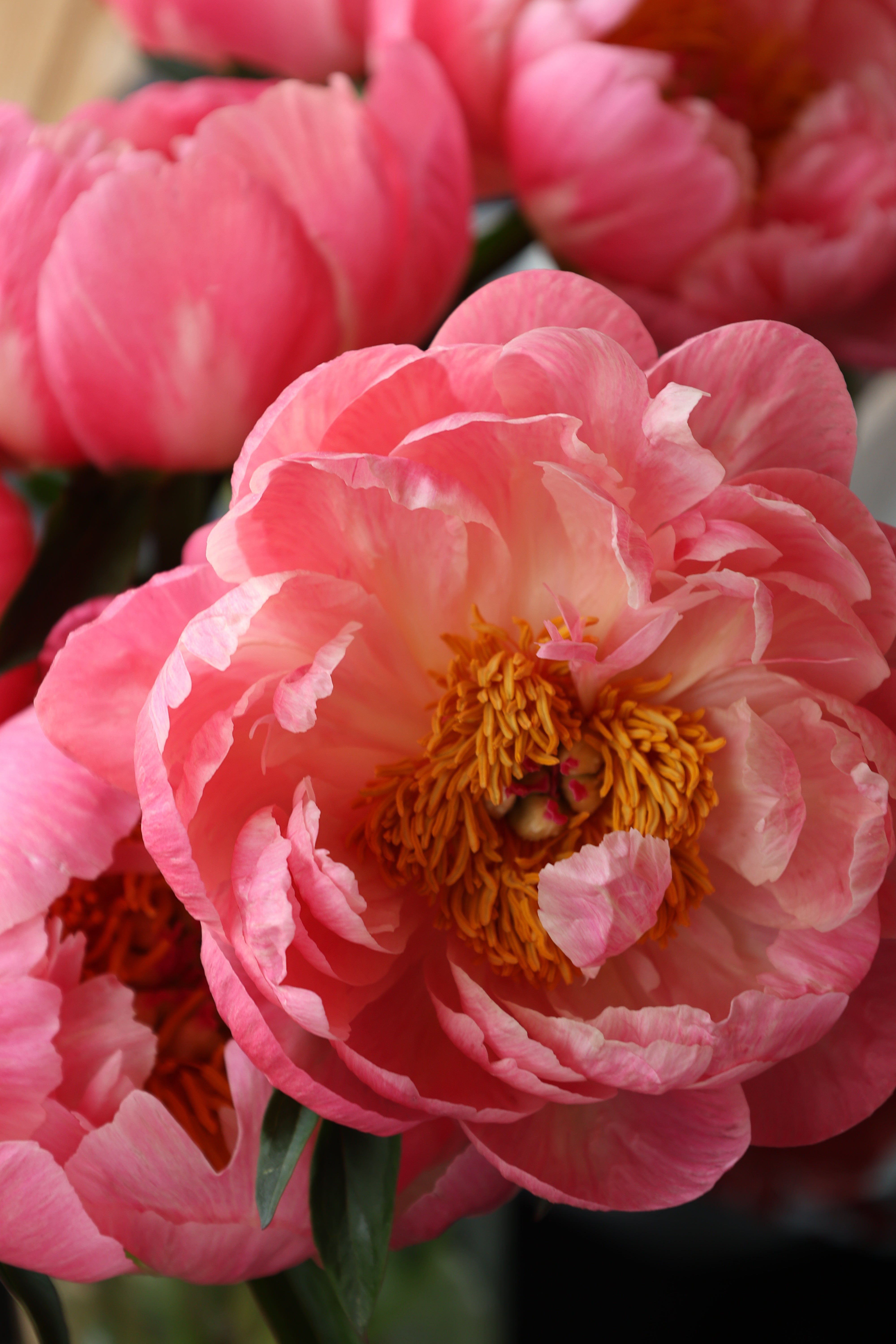 Peony ‘Coral Charm’ (Bare Root)
