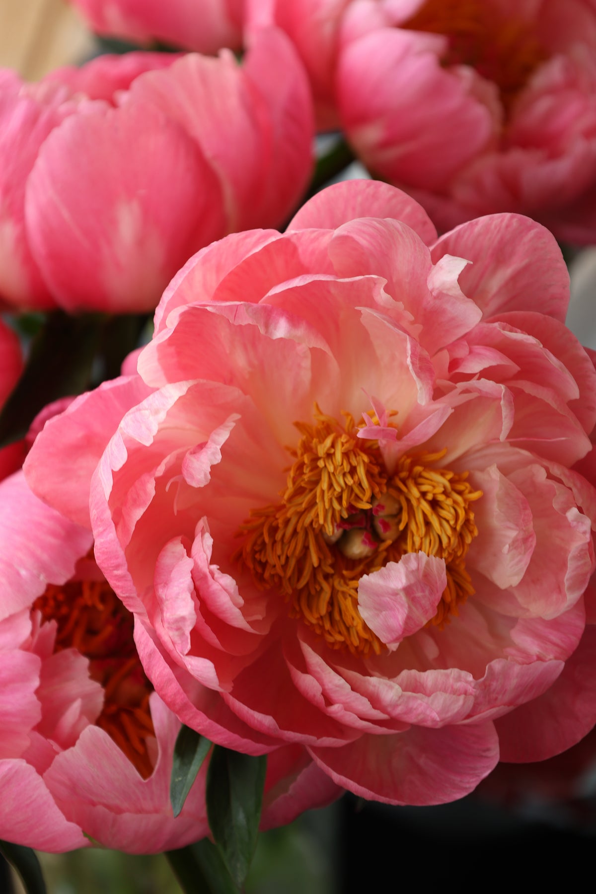 Peony ‘Coral Charm’ (Bare Root)