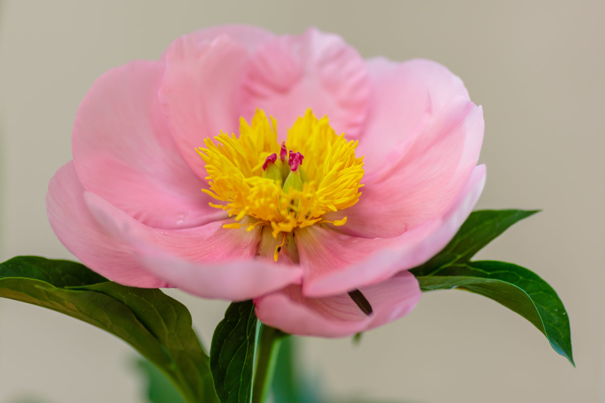 Peony ‘Soft Salmon Saucer’ (Bare Root)