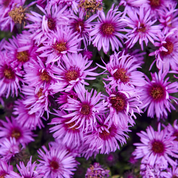 New England Aster 'Pink Crush'