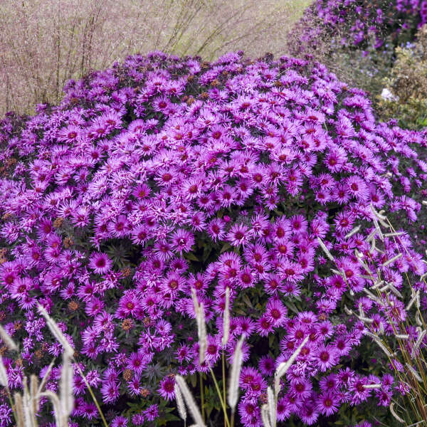 New England Aster 'Pink Crush'