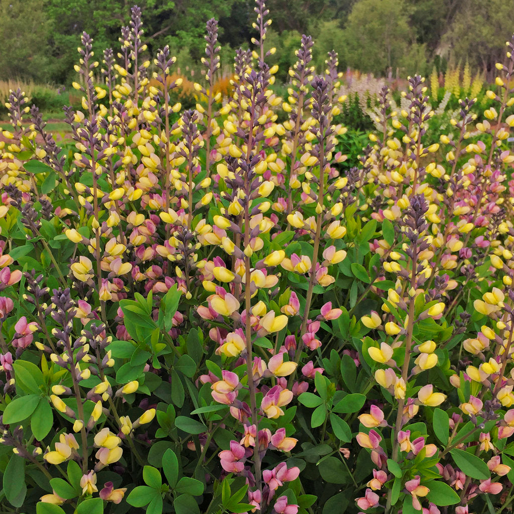 False Indigo Decadence® Deluxe 'Pink Lemonade'