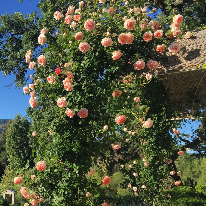 Polka™ Climbing Rose