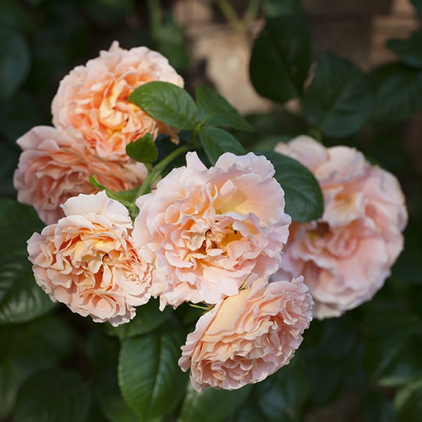 Polka™ Climbing Rose