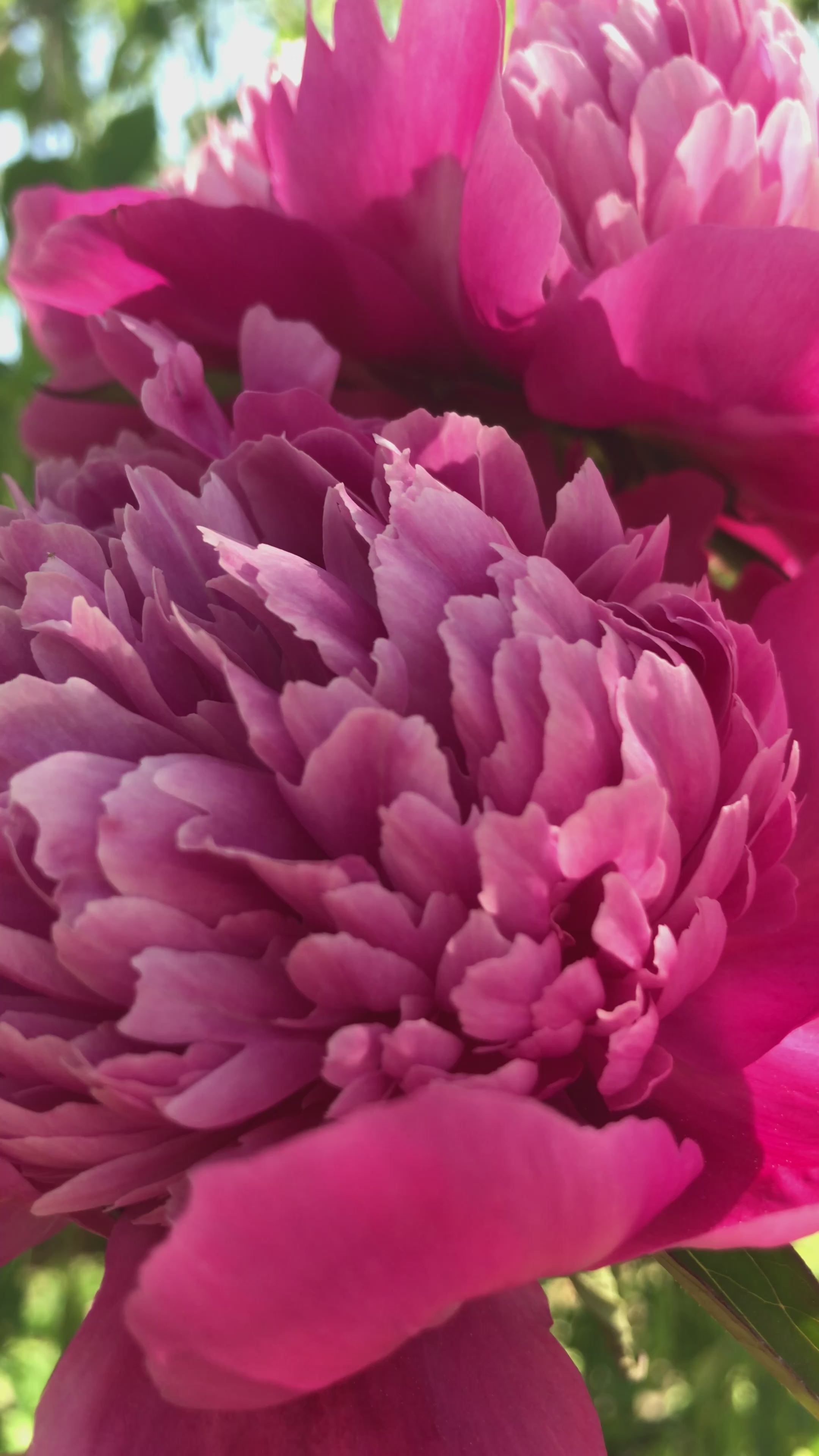 Peony ‘Edulis Superba’ (Bare Root)