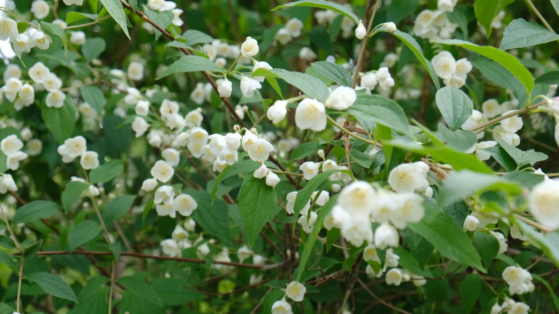 ‘Snowbelle’ Mock Orange