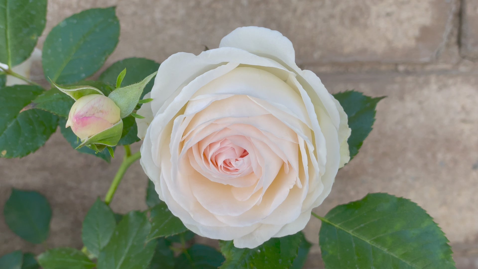 White Eden® Climbing Rose