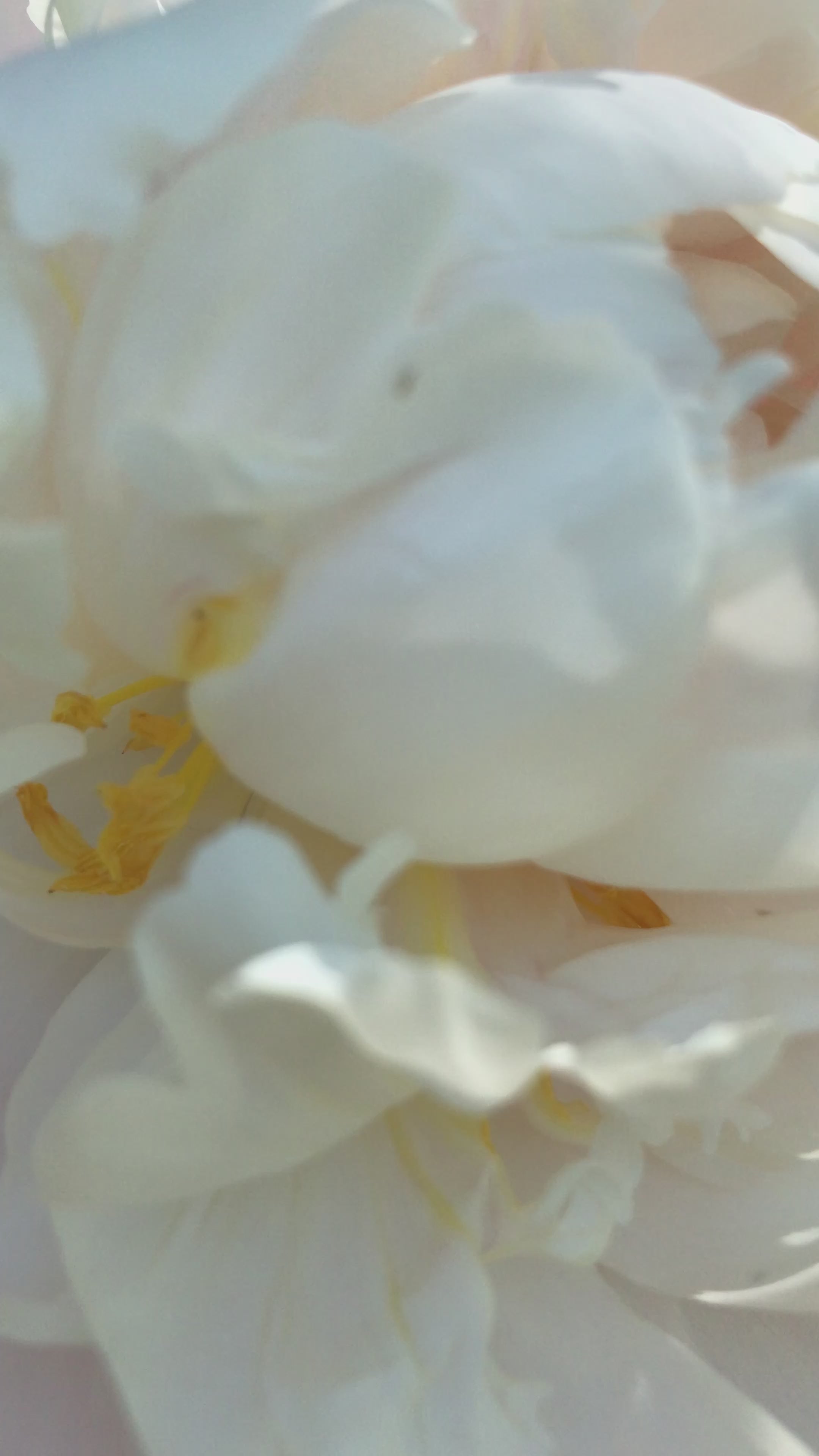 Peony ‘Gardenia White’ (Bare Root)