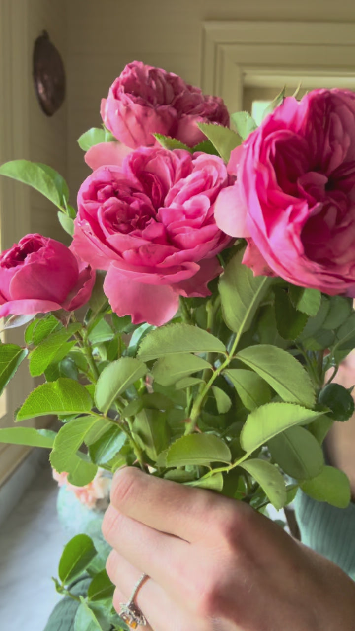 Leonardo da Vinci® Rose