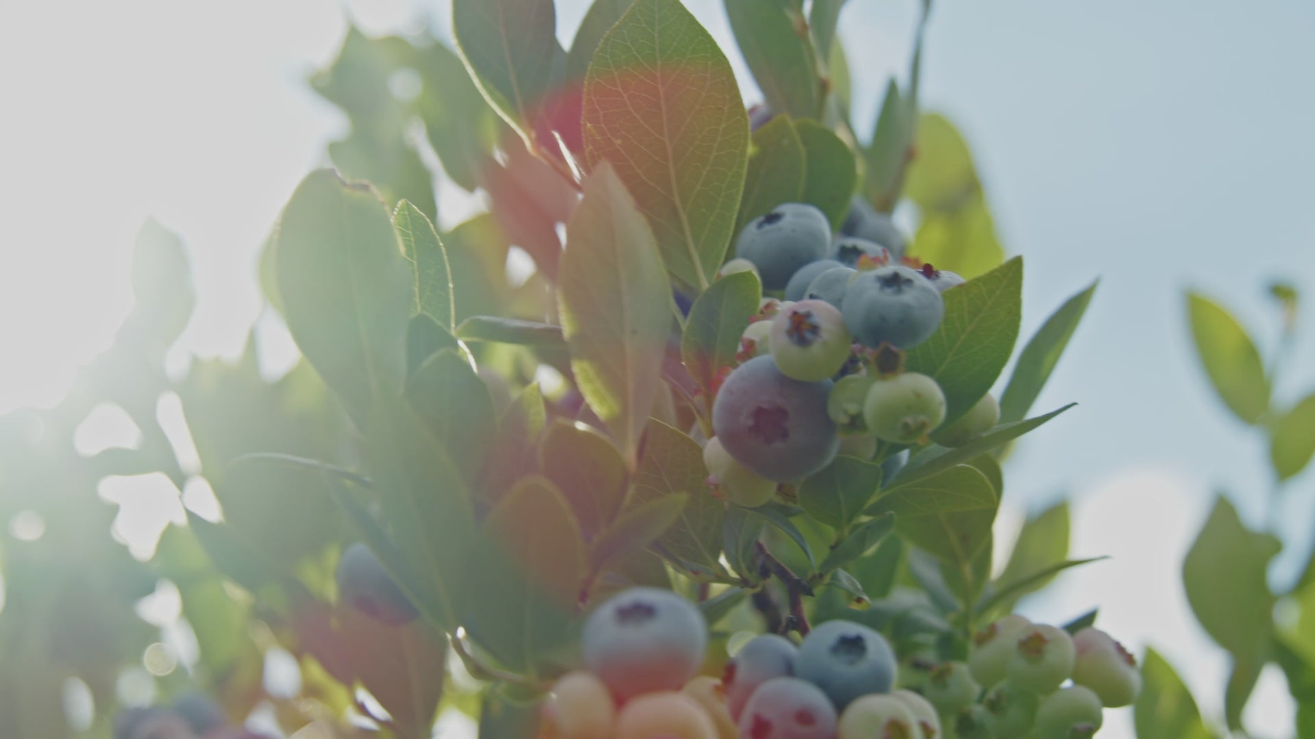 Duke Blueberry
