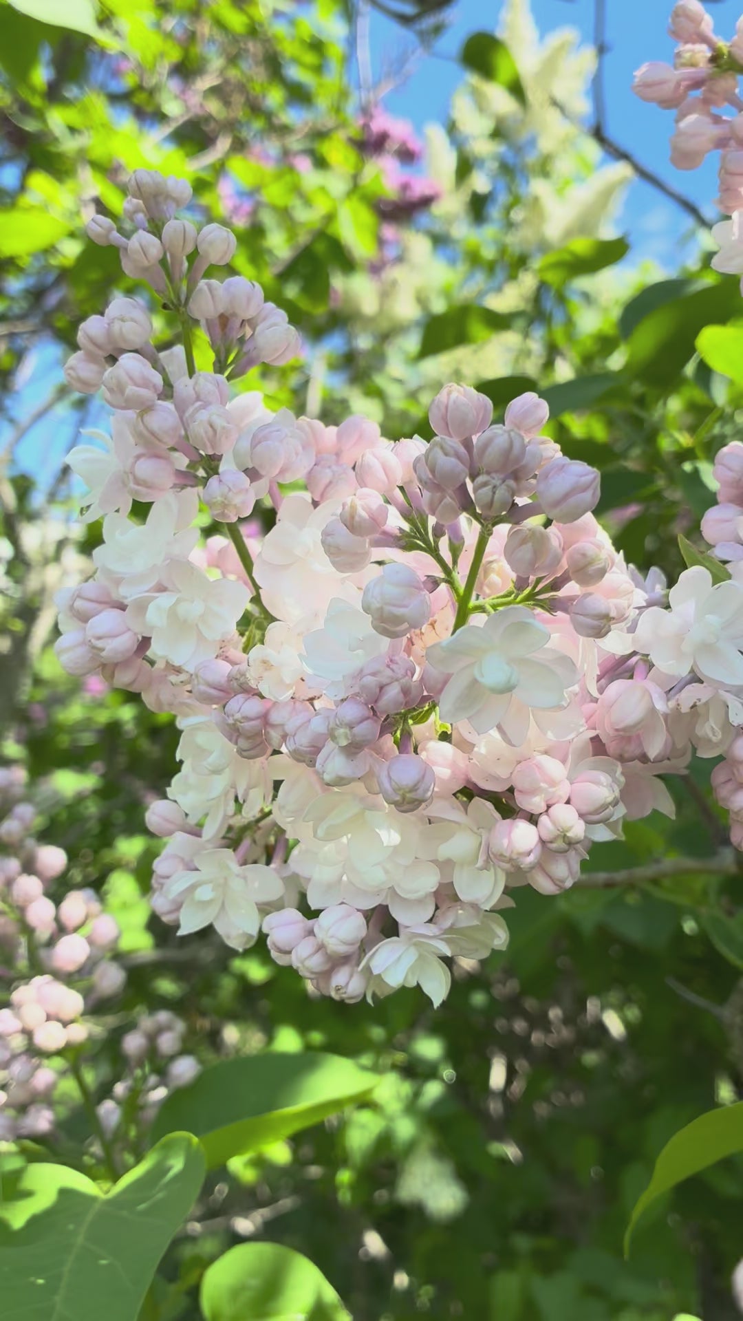Beauty of Moscow Lilac (Krasavitsa Moskvy)