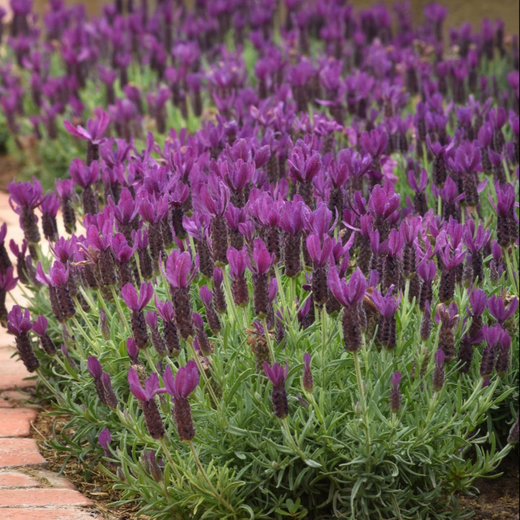 spanish lavender plant size Primavera Spanish Lavender