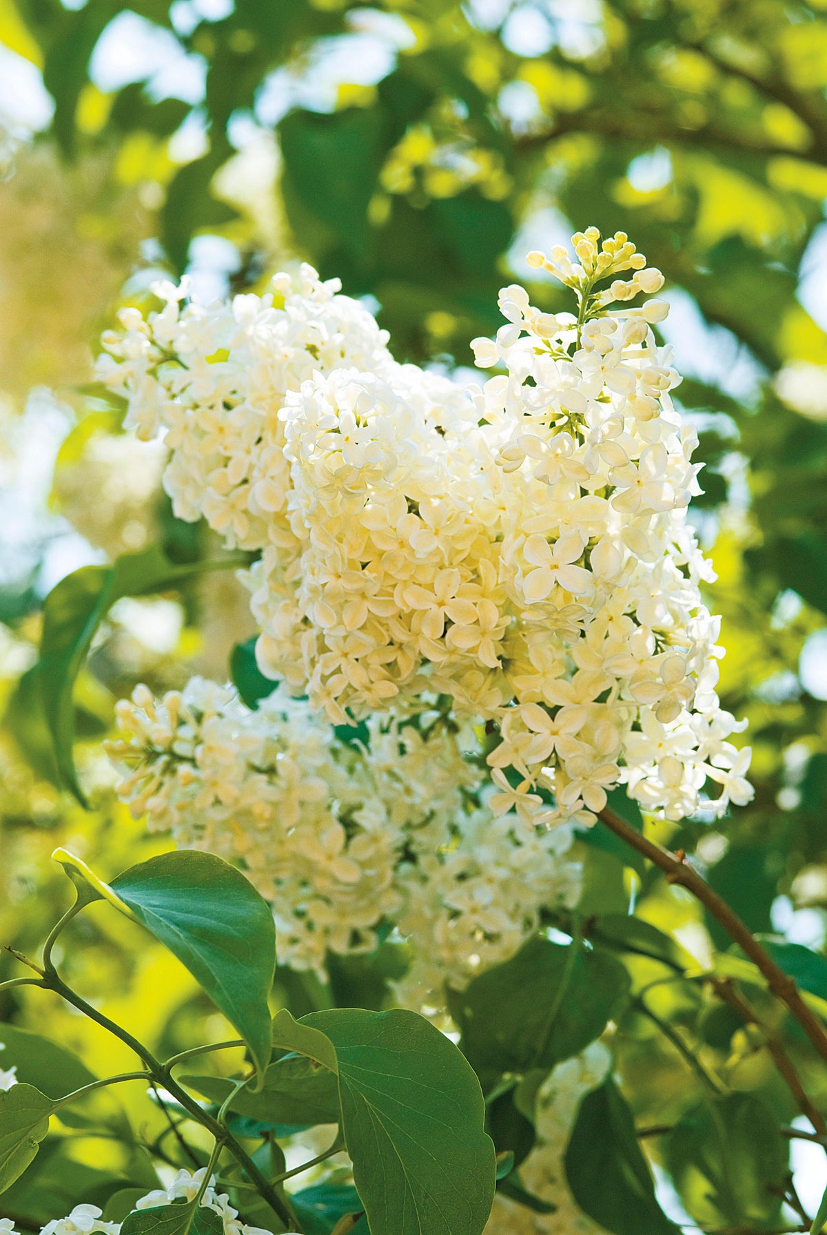 Primrose French Lilac