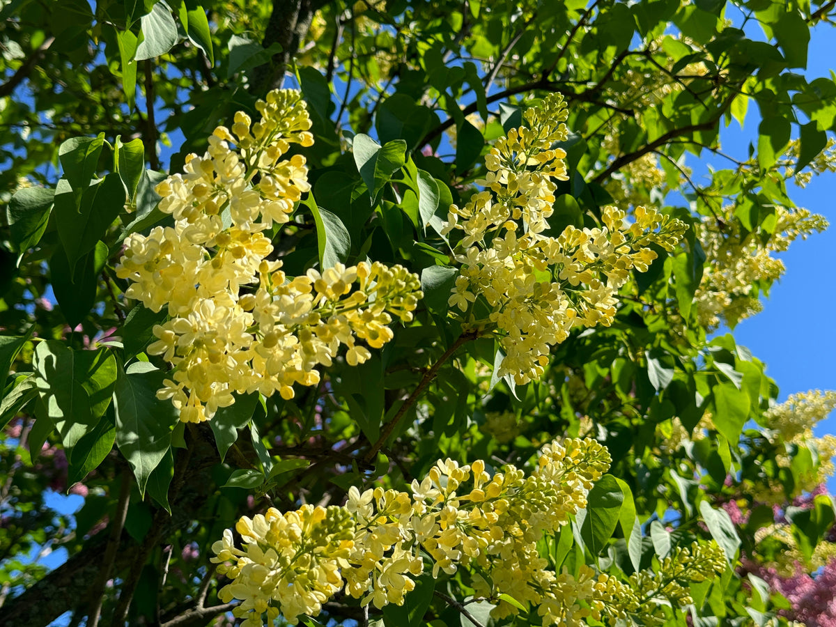 Primrose French Lilac