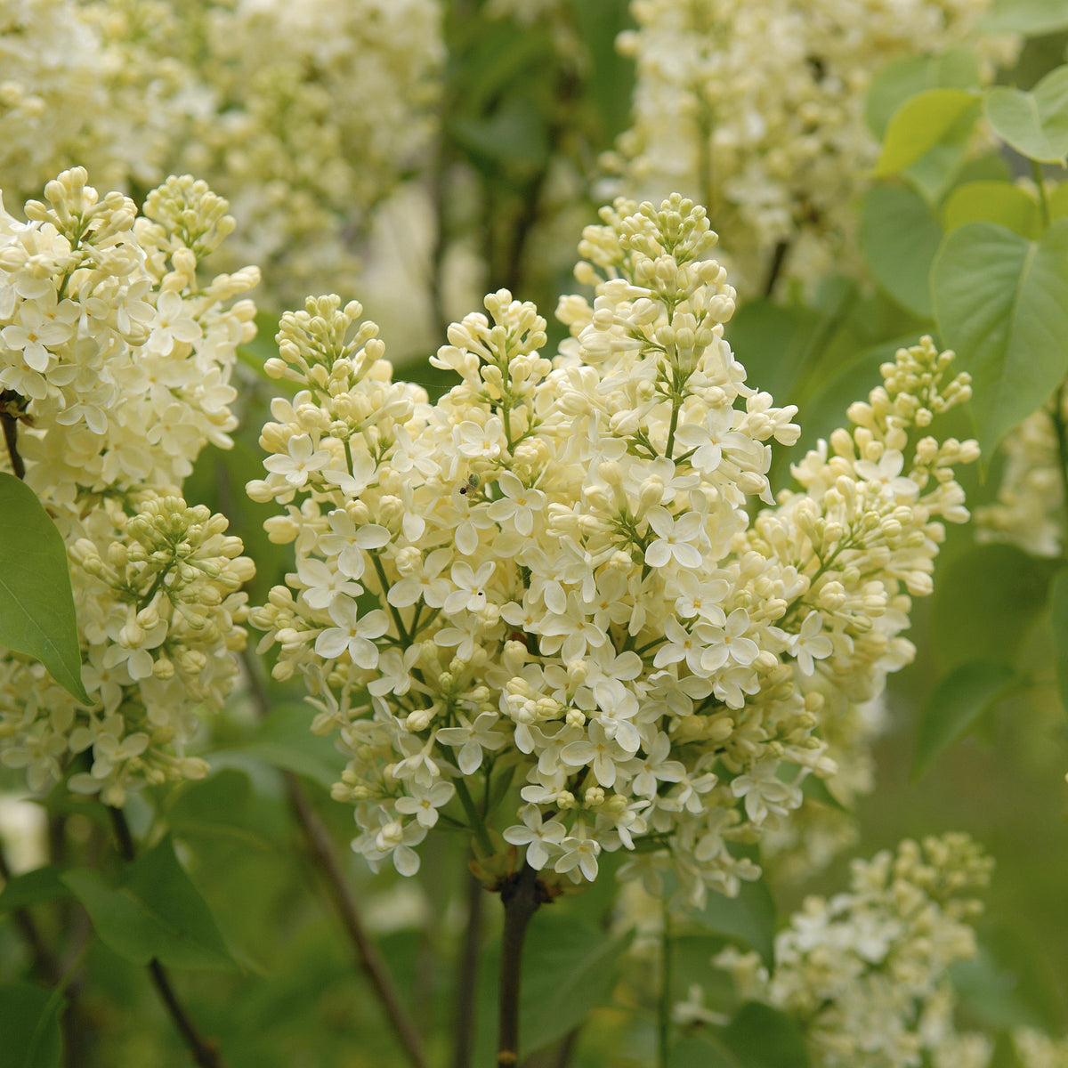 Primrose French Lilac