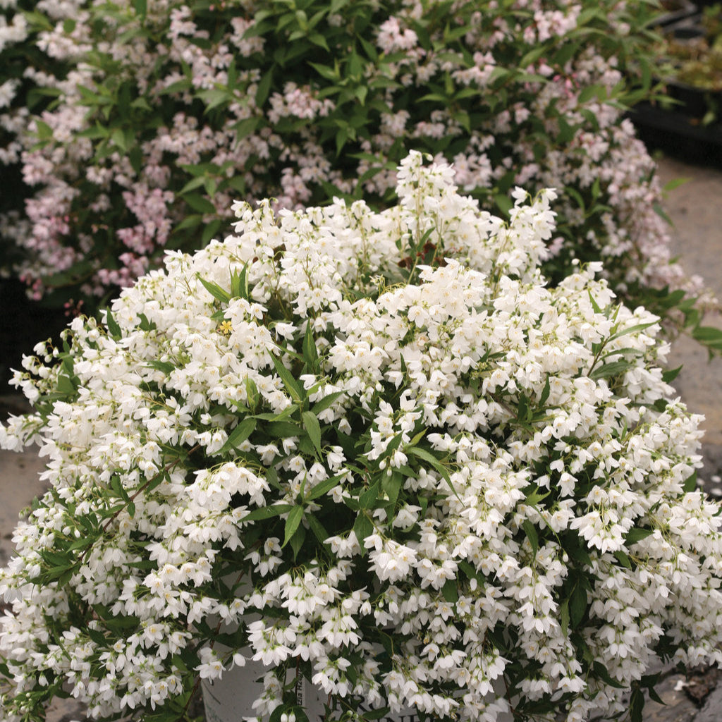Yuki Snowflake® Deutzia