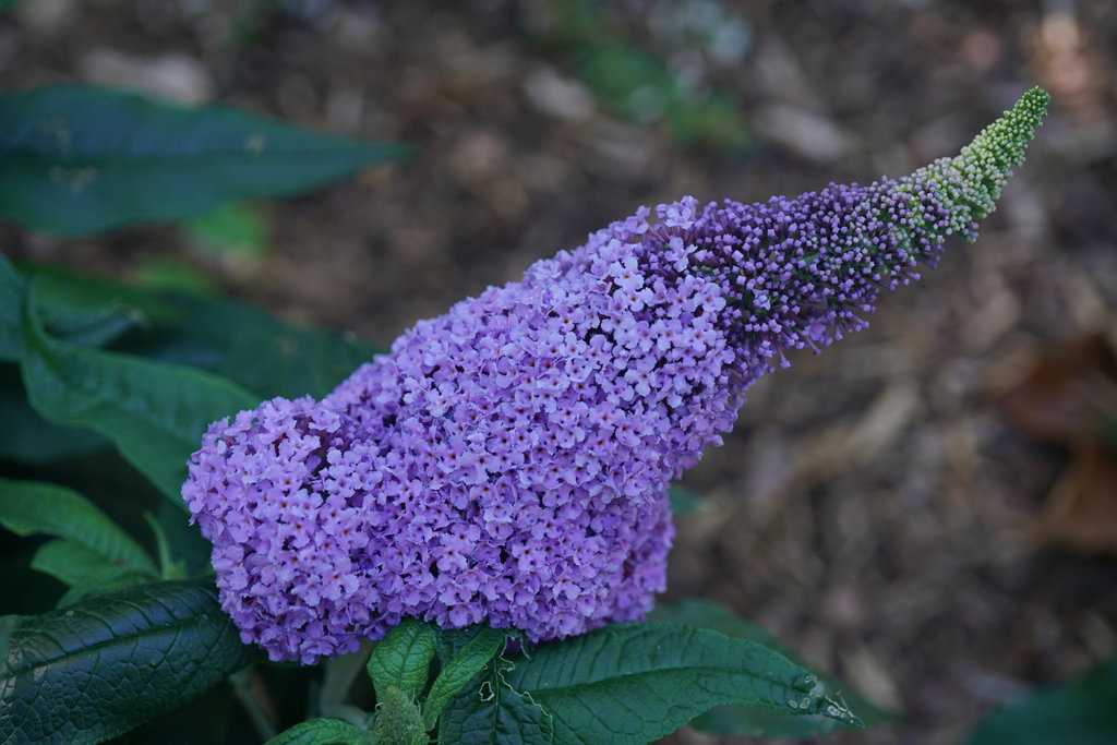 Pugster® Amethyst Butterfly Bush