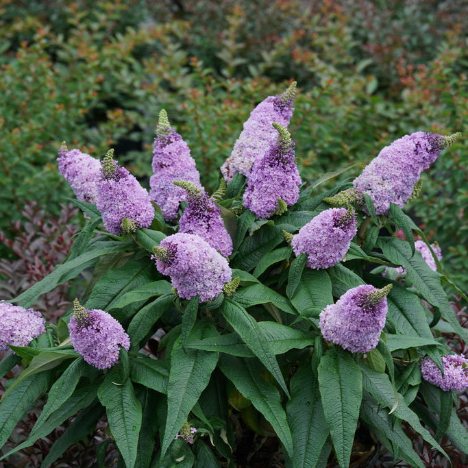 Pugster® Amethyst Butterfly Bush